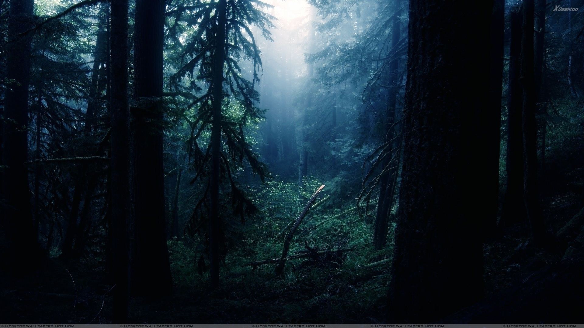 dark-forest-hd-8